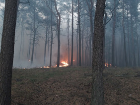Im Sommer 2019 hielt ein Waldbrand Forst, Feuerwehren, THW und weitere Helfer eine Woche lang in Atem. Foto: J. Schröder/Landesforst MV