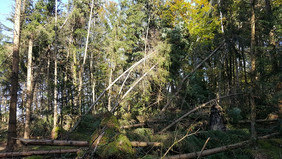 Sturmwürfe des Sturmes „Kolle“ im Jahr 2018 im Raum Bayerischer Wald (Fotos: C. Paul)