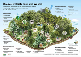 Die Infografik „Ökosystemleistungen des Waldes“ gibt einen Überblick über die Leistungen des Waldes, exemplarisch dargestellt an einem Hektar Fläche. Quelle: FNR 2021