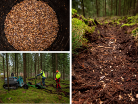 Um Saatstreifen für die Weißtannensaat unter Totholz anzulegen, nutzen die Forschenden aus dem Waldkimafonds-Projekt IntegSaat eine forstliche Kleinraupe. (Quelle: Thomas Kasper / FSU Jena)