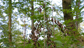 Seit 2002 wütet das von einem Pilz verursachte Eschentriebsterben in Deutschland. Betroffen sind junge wie alte Bäume. Foto: P. Röhl