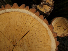 Durch naturwissenschaftliche Methoden, wie Holzalterbestimmung, Dichtemessung, Pollen- oder Holzkohleanalyse können Informationen zur Zusammensetzung und Widerstandsfähigkeit der Wälder in der mittelalterlichen Warmzeit gewonnen werden. Foto: FNR/ Zdenka Hajkova