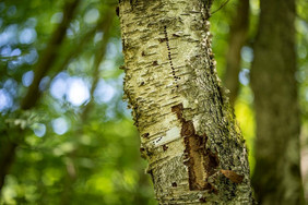 MultiRiskSuit ist ein Verbundvorhaben der deutschen Forstlichen Versuchsanstalten, das Aussagen zu Baumarten im Klimawandel überprüft, auch zu Nebenbaumarten wie etwa Birken anhand der Stichproben der Bundeswaldinventur. Foto: Axel Schmidt www.axelschmidt.net