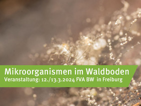 Die Projektergebnisse werden am 12. und 13. März in Freiburg vorgestellt. Anmeldeschluss ist der 1. März. Bild: FVA BW/Bluhm S.