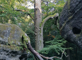 Pilze, Moose, Vögel, Insekten… Die Artenvielfalt auf Habitatbäumen ist groß. Diese dicken, alten Bäume tragen erheblich zur Biodiversität in Wäldern bei. Als Kohlenstoffspeicher sind diese Strukturen auch für den Klimaschutz interessant. Wie hoch dieses Potential genau ist, wollen Freiburger Wissenschaftler nun herausfinden. Foto: Siria Wildermann (FNR)