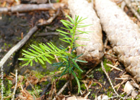 Die Weißtanne ist nicht nur als Mischbaumart in Eichenbeständen gut geeignet, sondern bietet auch für die Waldökologie und Holztechnologie einen geeigneten Ersatz für die Fichte. Foto: Prof. Dr. Beate Michalzik