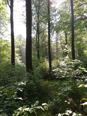 Für die nachhaltige Bewirtschaftung stabiler Mischwälder stellt das BMEL ab sofort 50 Millionen Euro Fördermittel über das Investitionsprogramm Wald bereit. Foto: FNR/M. Kühling