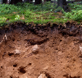 Waldböden sind die wichtigste terrestrische Methansenke. Foto: Dr. Otto Ehrmann