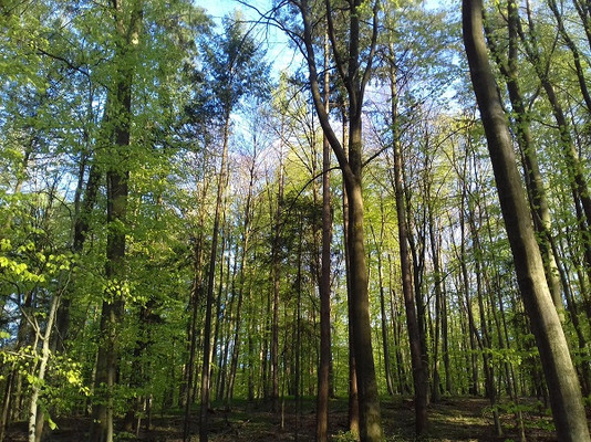 Für stabile und leistungsfähige Wälder: Bis zum 19.04.2021 ist das Beteiligungsverfahren für die neue EU-Waldstrategie geöffnet. Foto: FNR/Gitte Hornemann