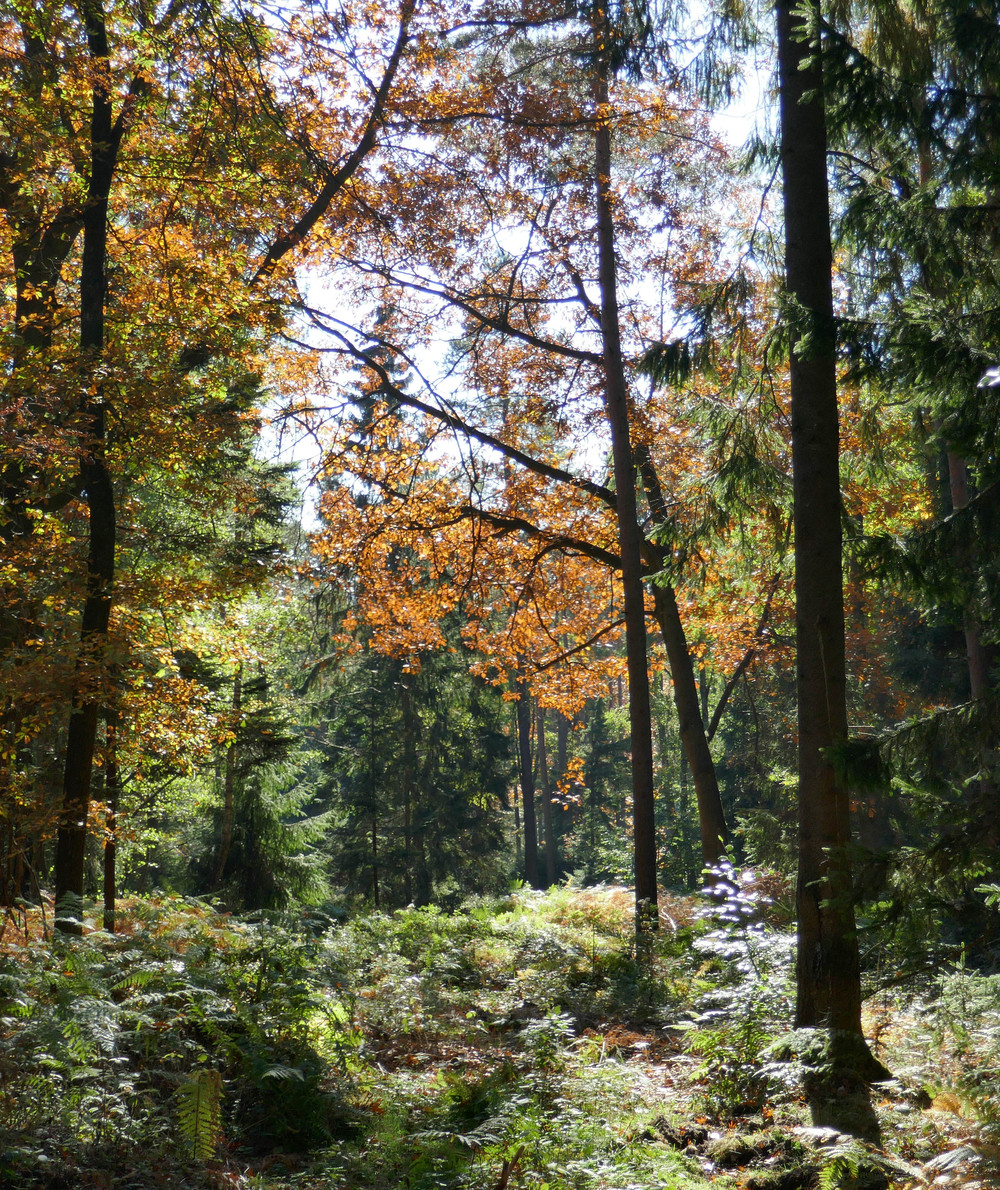 Mit stabilen Mischwäldern kann den Folgen des Klimawandels begegnet und der Wald als Kohlenstoffsenke dauerhaft erhalten werden.