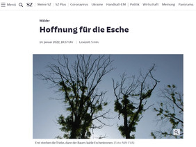 Lutz Bernhardt berichtet in der Süddeutschen Zeitung vom Eschentriebsterben und Waldklimafonds-Großprojekt FraxForFuture. Quelle: sueddeutsche.de 