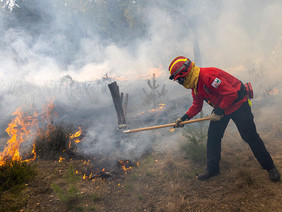 Bis zum Eintreffen der Feuerwehr bekämpfen geübte zivile Helfer wie hier vom Verein ForestFireWatch kleinere Brandherde mit Handgeräten wie Feuerpatsche oder Waldbrandhacke. Foto: FNR/A. Schmidt