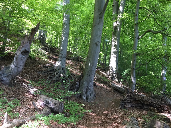 Auf 16 Prozent der Waldfläche in Deutschland wachsen Buchen. Das Flächenverhältnis Laub- zu Nadelbäumen liegt im Verhältnis 45 zu 55 Prozent. Foto: KIWUH/S. Wildermann