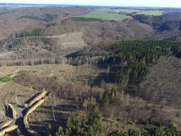 Nach den beiden trockenen Jahren 2018 und 2019 sind – wie hier im Südharz – bundesweit Waldflächen großflächig von Schäden betroffen. Jetzt starten BMEL und BMU einen Förderaufruf zum Umgang mit solchen Flächen und dem anfallenden Schadholz. Fotoquelle: Th. Meyer/FBG Ostharz